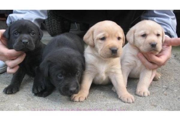 Labrador Welpen in Blond.