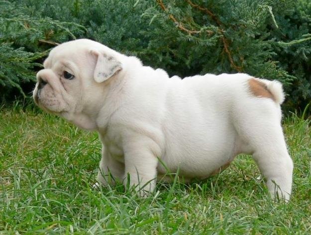 Wunderschöne, extra runzelige Englische Bulldogge- — zdjęcie 1