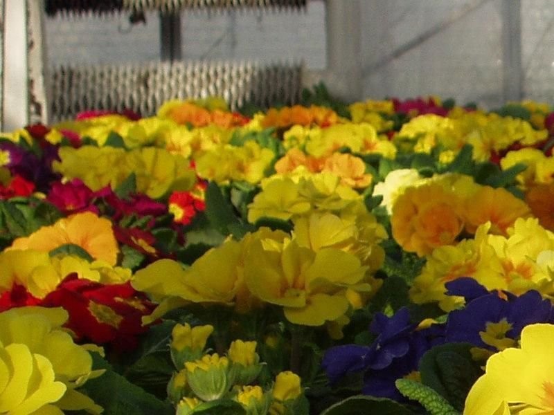 PRYMULA, BRATEK, PELARGONIA, SURFINIA, BEGONIA, NIECIERPEK I WIELE INN — zdjęcie 6