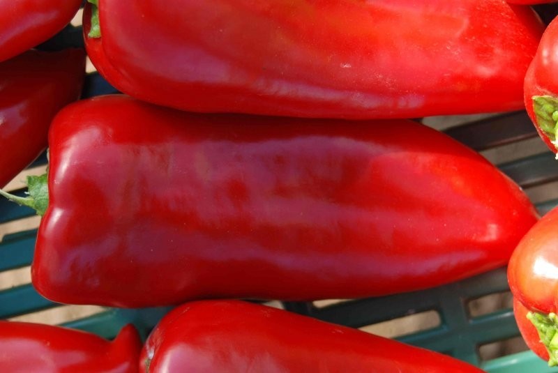 papryka przemysł czerwona i żólta import Węgry — zdjęcie 5