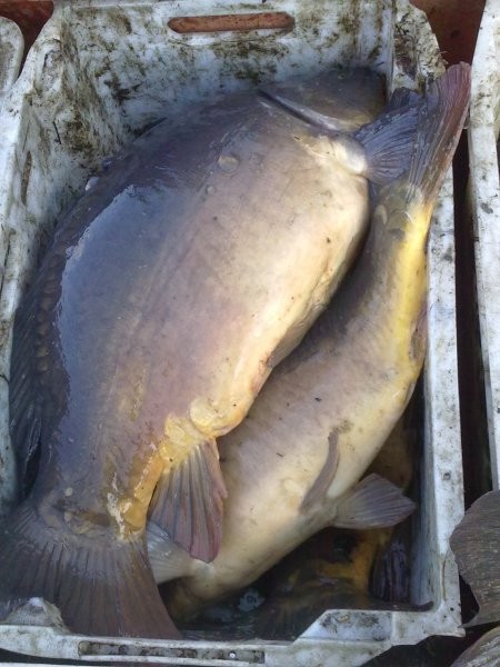 karp , karp handlowy — zdjęcie 2