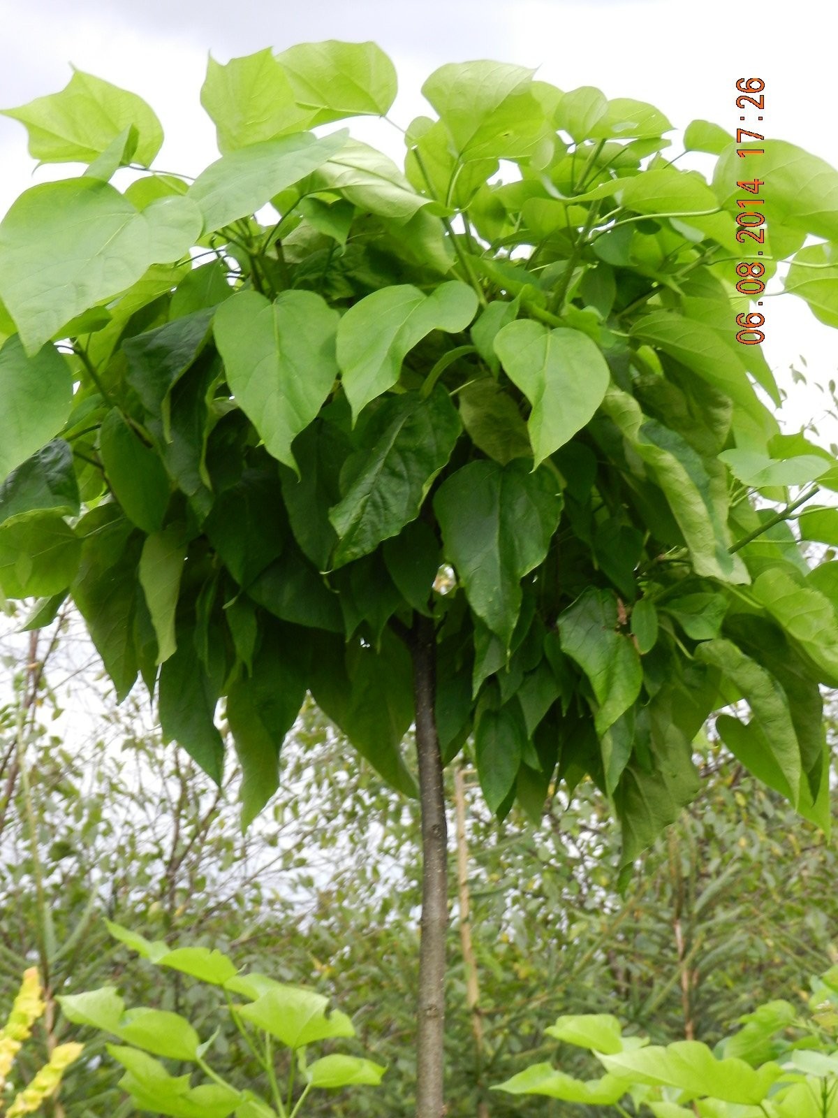 Catalpa BIGNONIOIDES