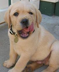 Labrador Welpen bereit zu gehen