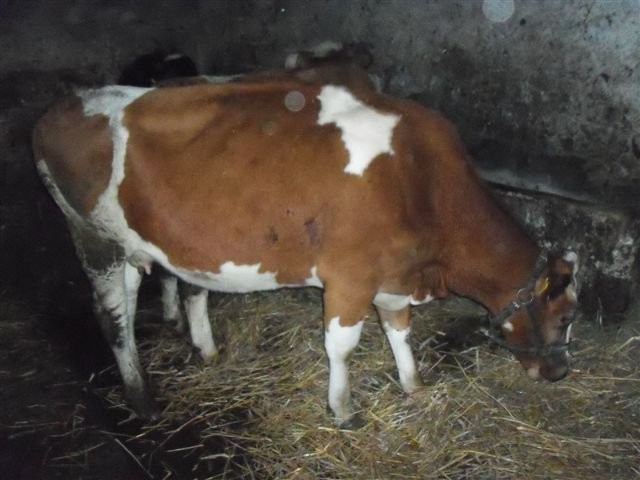 krowa cielna — zdjęcie 1