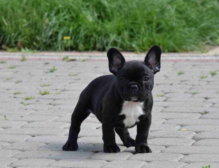 Buldoga francuskieg — zdjęcie 1