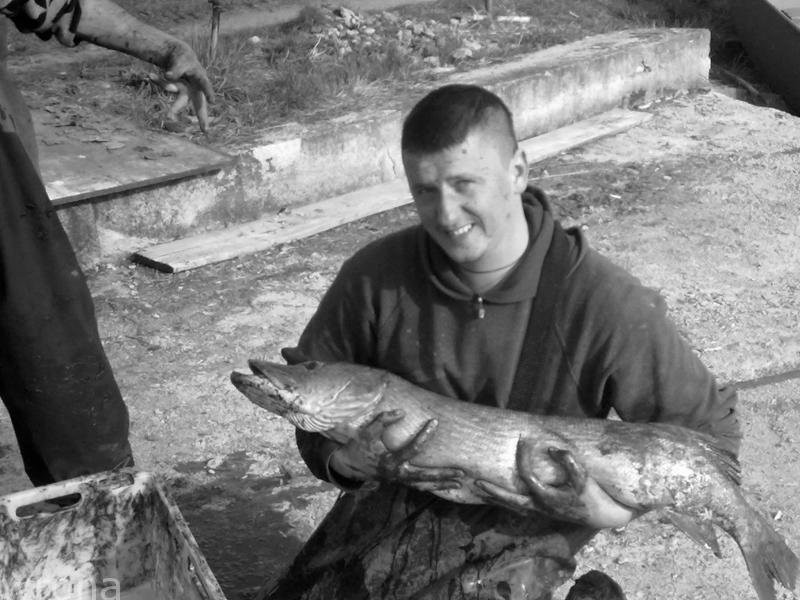 karp , karp handlowy — zdjęcie 4