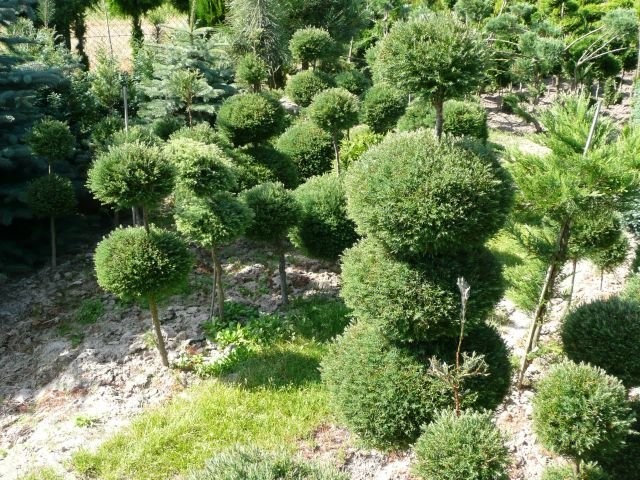 Krzewy ozdobne. Duże, formowane, cięte LUBELSKIE — zdjęcie 3