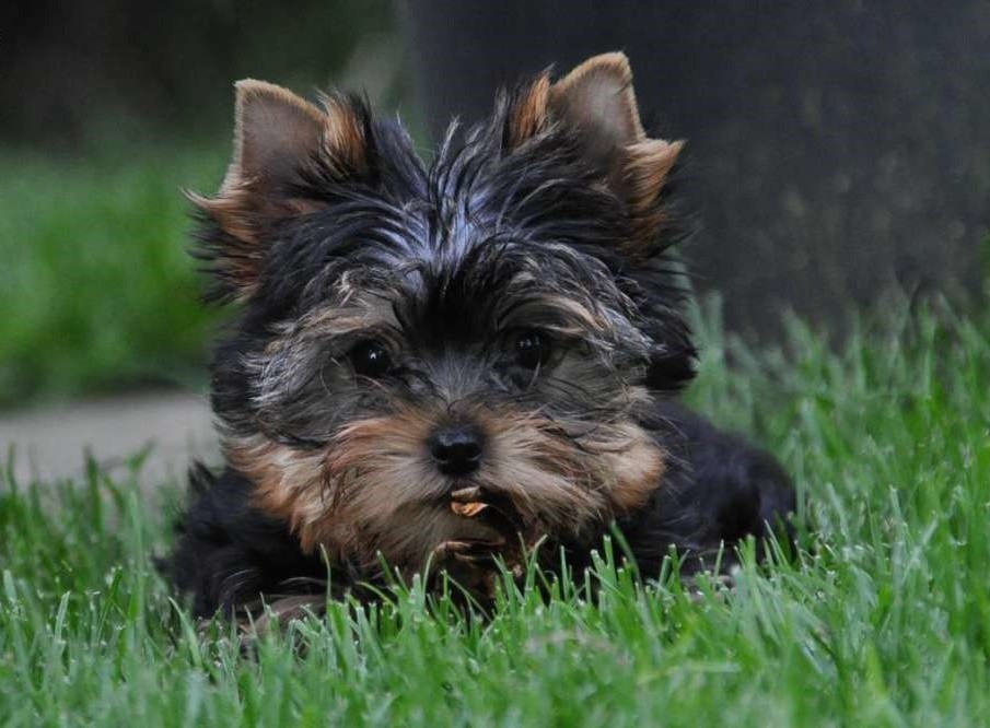 Yorkshire terrier York śliczna suczka ZKwP FCI — zdjęcie 3