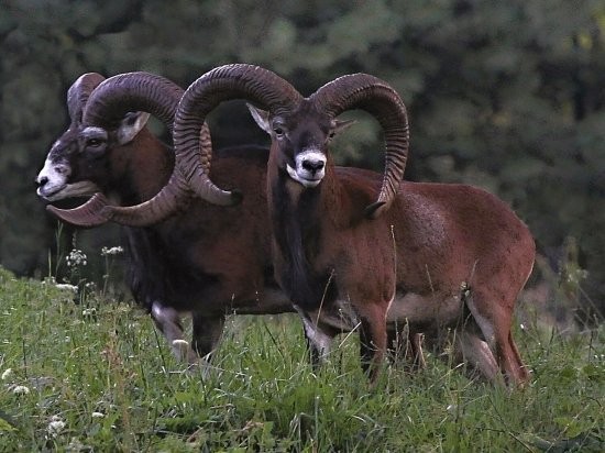 Mufflons ram — zdjęcie 1
