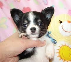 piękne szczenięta chihuahua