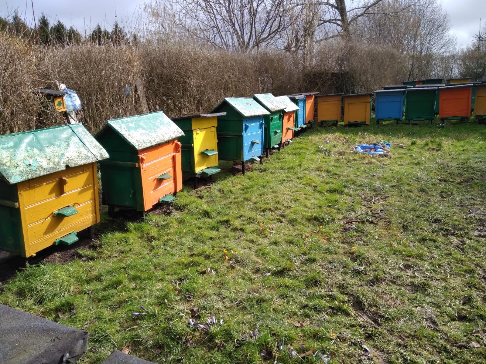 Pasieka 40 uli. Pilnie!!  — zdjęcie 6