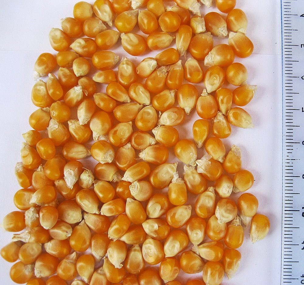 Sprzedam popcorn, kukurydzu czerwone i Marano — zdjęcie 4