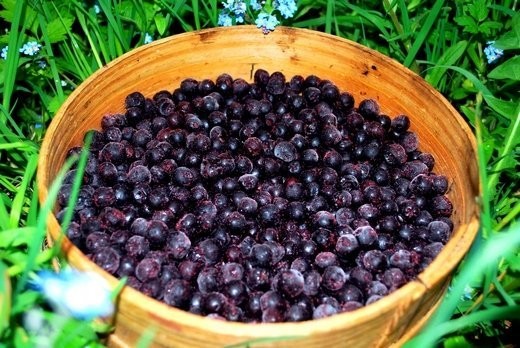 Sprzedam jagody leśne (czarne jagody) mrożoną