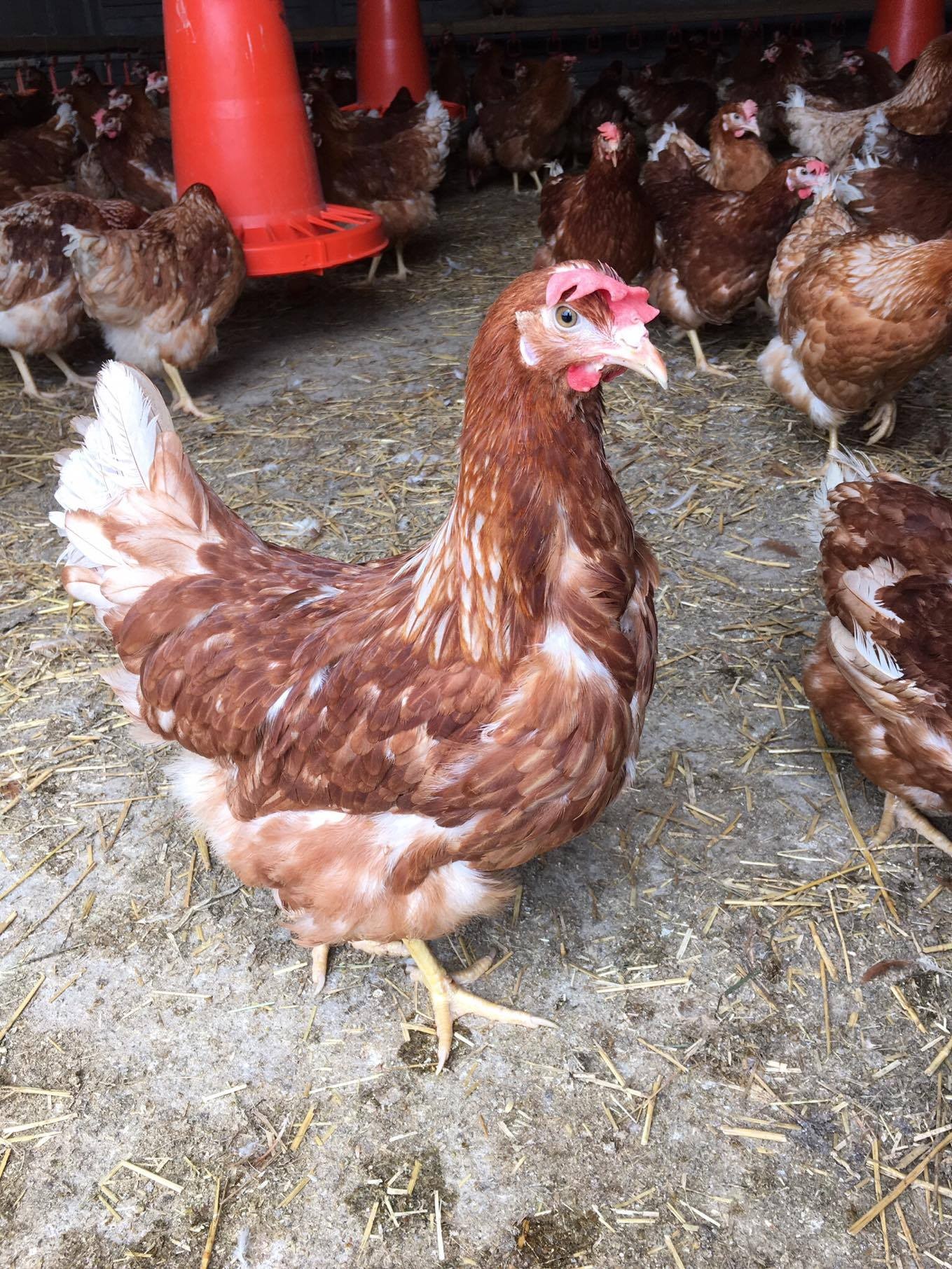 Kury ROSA, LOHMANN BROWN , Leghorn — zdjęcie 1