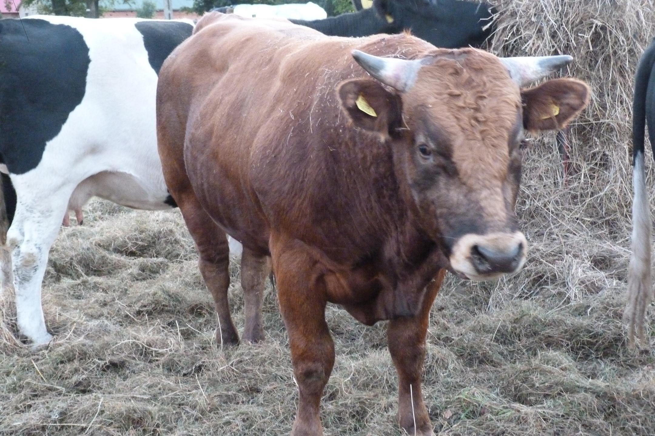 SPRZEDAM BYKA LM — zdjęcie 1