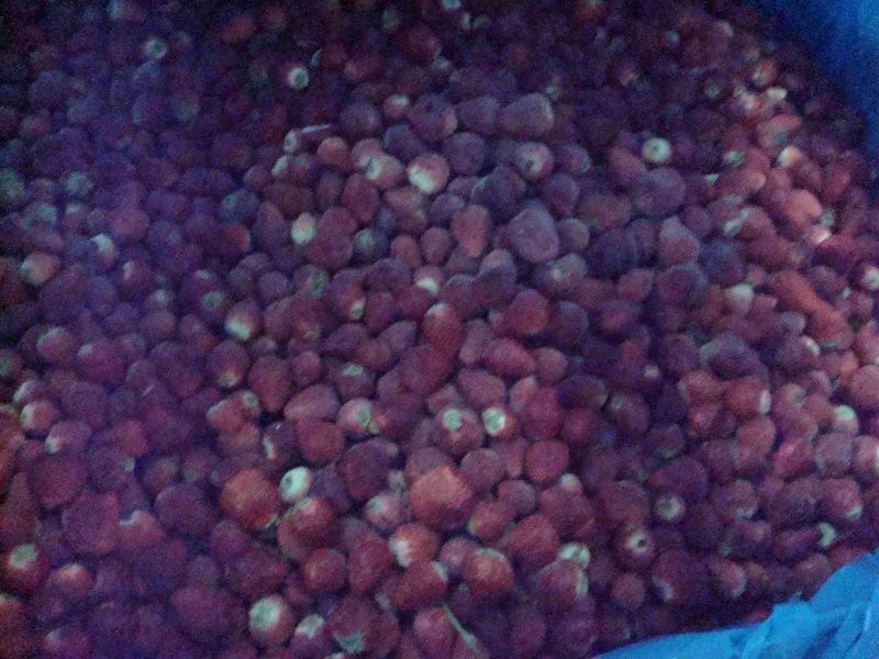 TRUSKWKA MROŻONA Z SZYPUŁKĄ — zdjęcie 2
