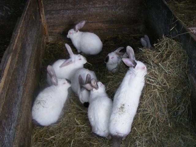 Sprzedam króliki kalifornijskie — zdjęcie 4