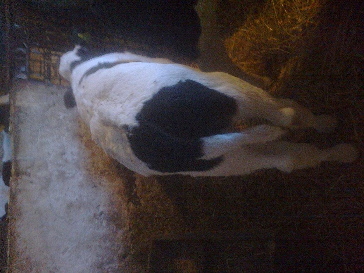 byczkek około 80 kg — zdjęcie 1