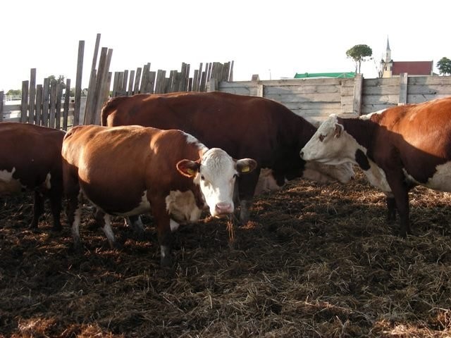 Jałówki rasy HEREFORD