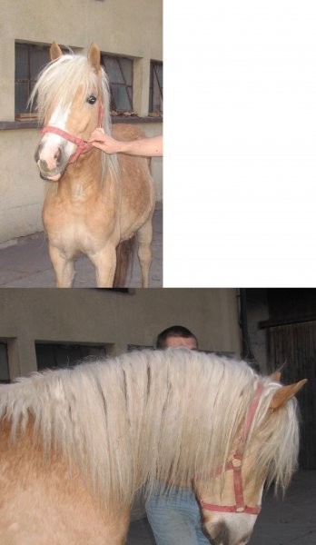 Haflingery — zdjęcie 1