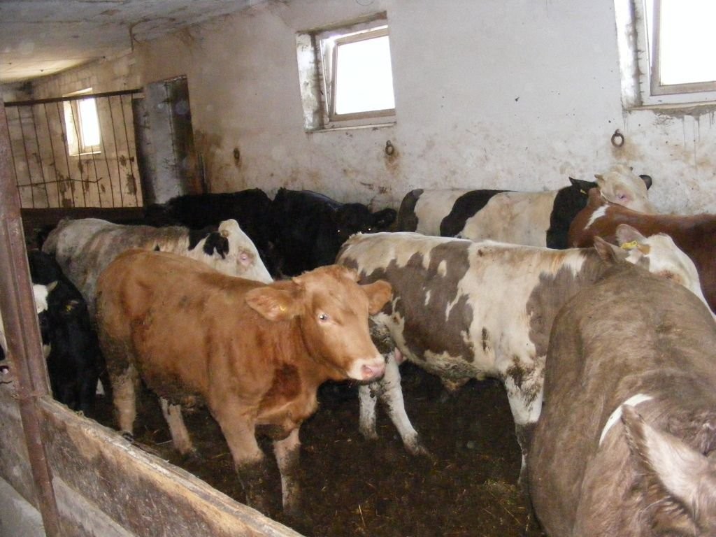 Sprzedam 40 sztuk byków opasówka byk opas — zdjęcie 3