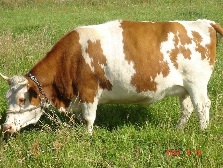 Piękna jałówka na wycieleniu! — zdjęcie 2
