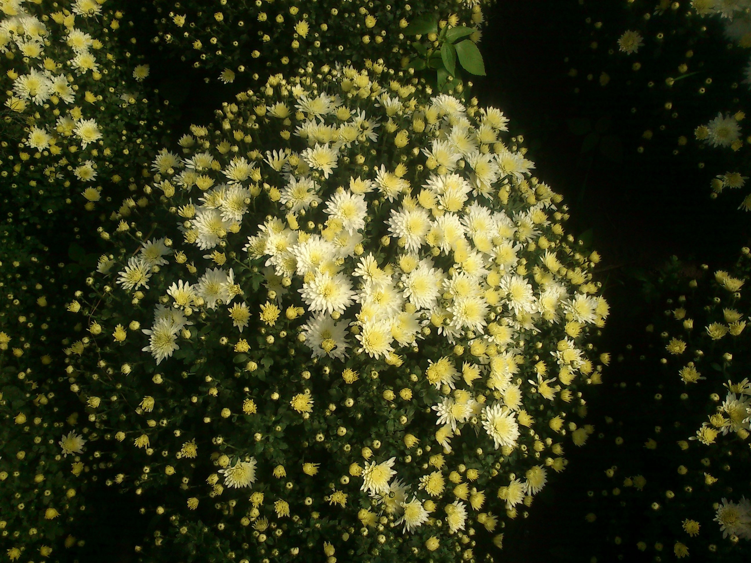 CHRYZANTEMY — zdjęcie 1