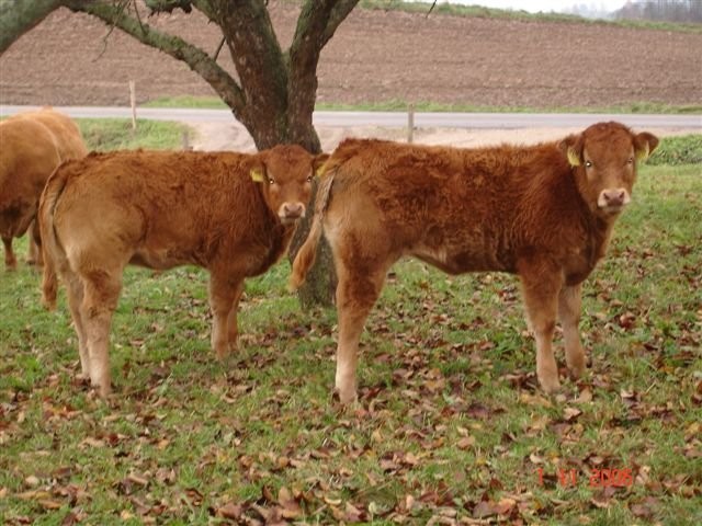 6 byczków mięsnych 50-120kg