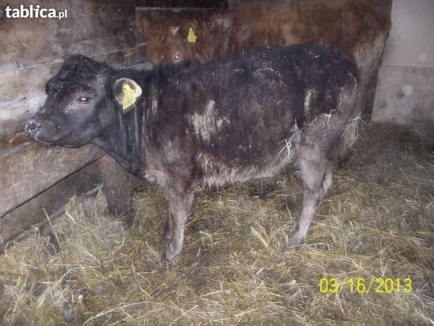 Sprzedaż jałówek rasy limousine angus i mieszance — zdjęcie 2