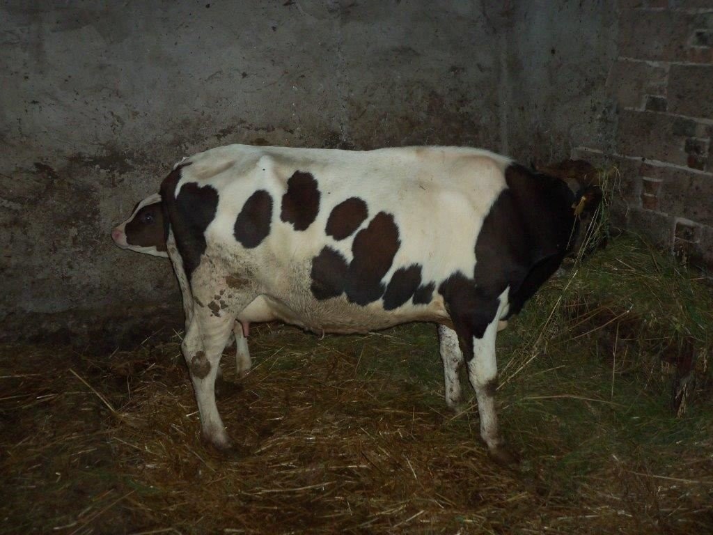 krowa z cielakiem — zdjęcie 5