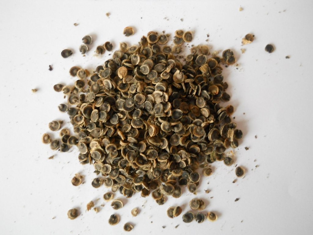Sprzedam nasiona MALWA CZARNA (Malvea Nigra) — zdjęcie 1