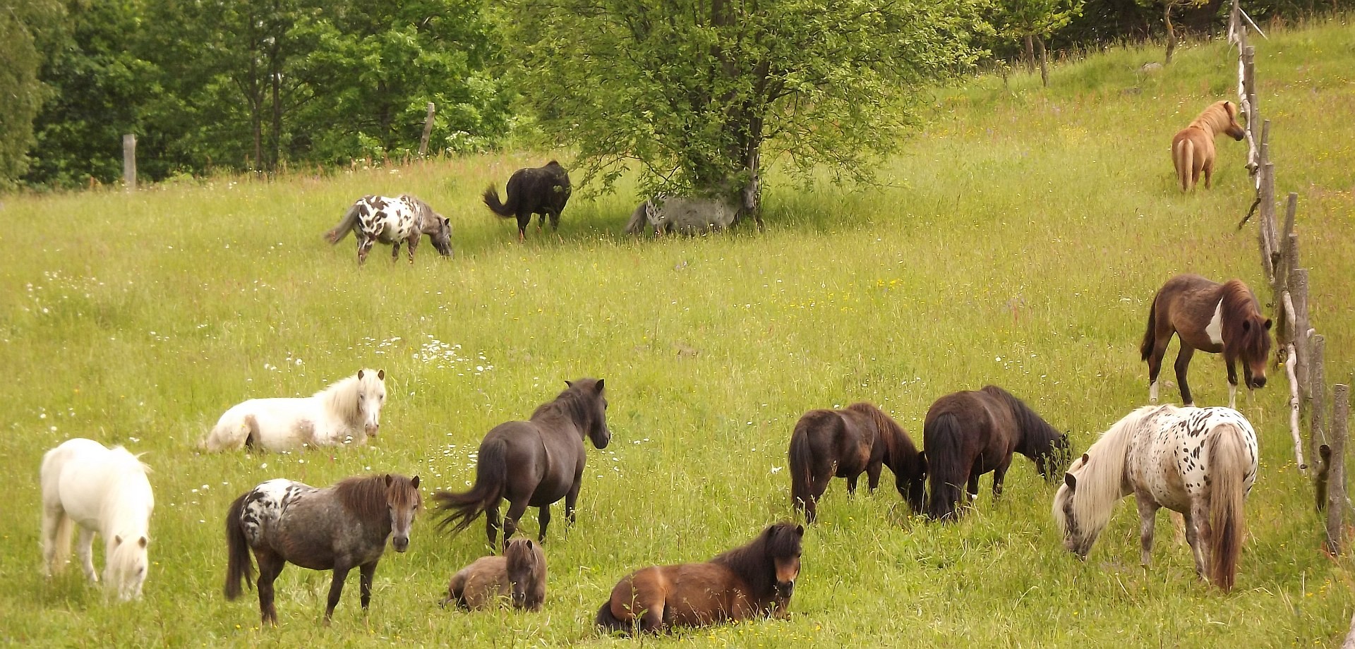 Obornik koński Eko- najlepszy nawóz naturalny warzywa i owoce 