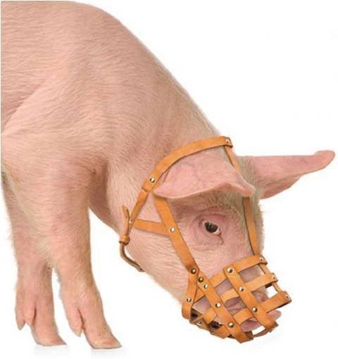 PROSIAKI