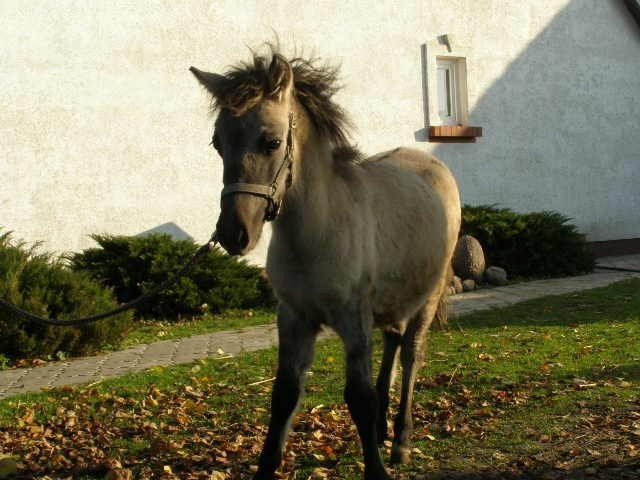 KONIK POLSKI 800zł OKAZJA — zdjęcie 3
