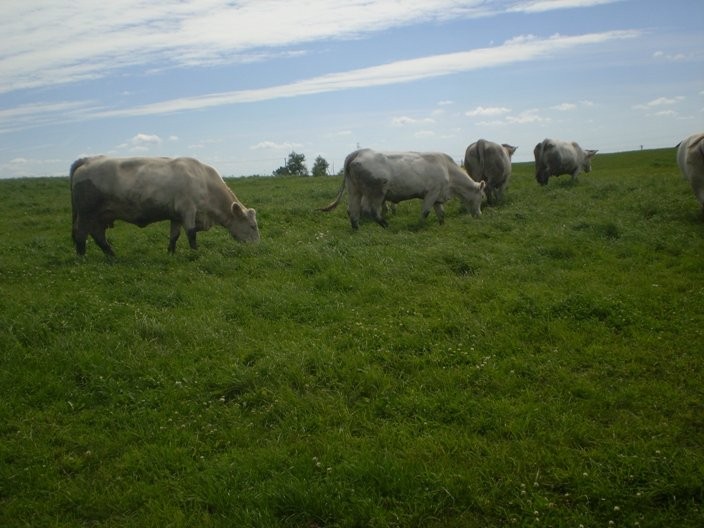 HODOWLA BYDŁA MIĘSNEGO — zdjęcie 2
