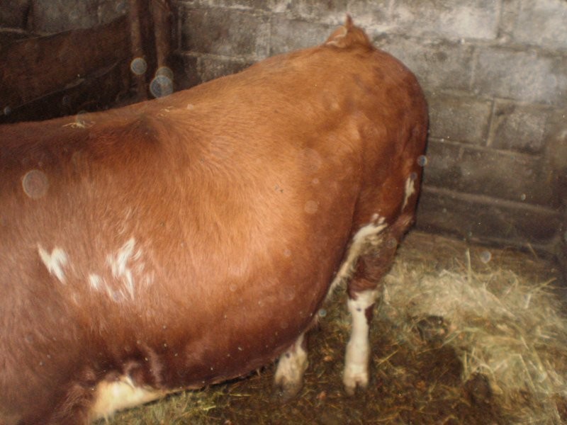 sprzedam byka 400kilo — zdjęcie 5
