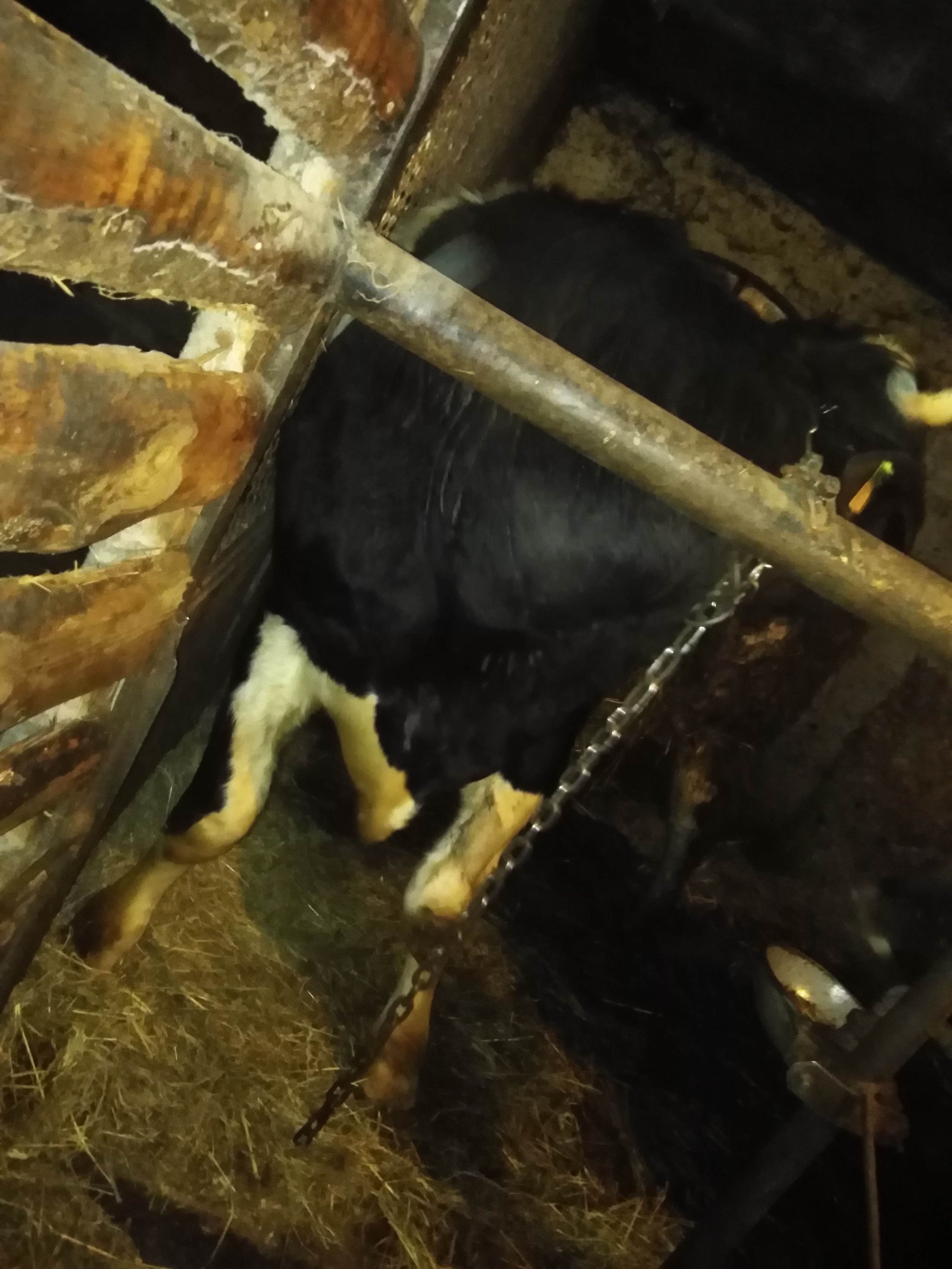 Sprzedam byka 700kg  — zdjęcie 1