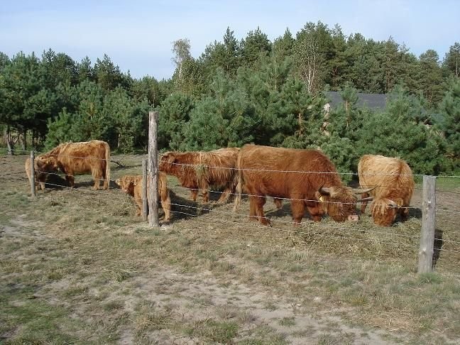 Jalowka i byczek Highland — zdjęcie 2