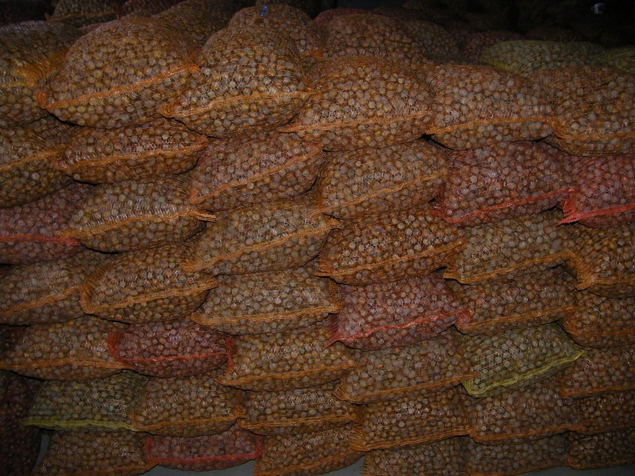 Orzech laskowy