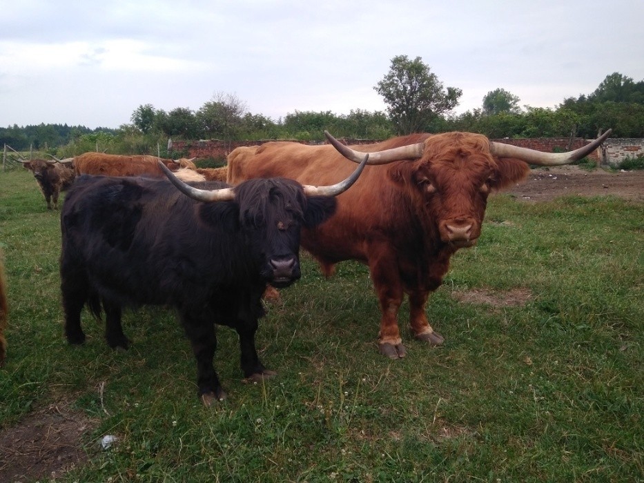 Highland Cattle Szkockie Górskie stado 14 matek, 2 byki zarodowe — zdjęcie 4