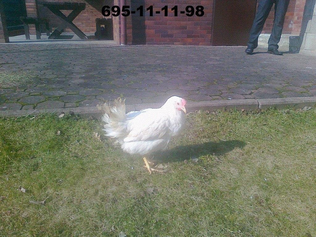 Sprzedam Kury Nioski 18tyg