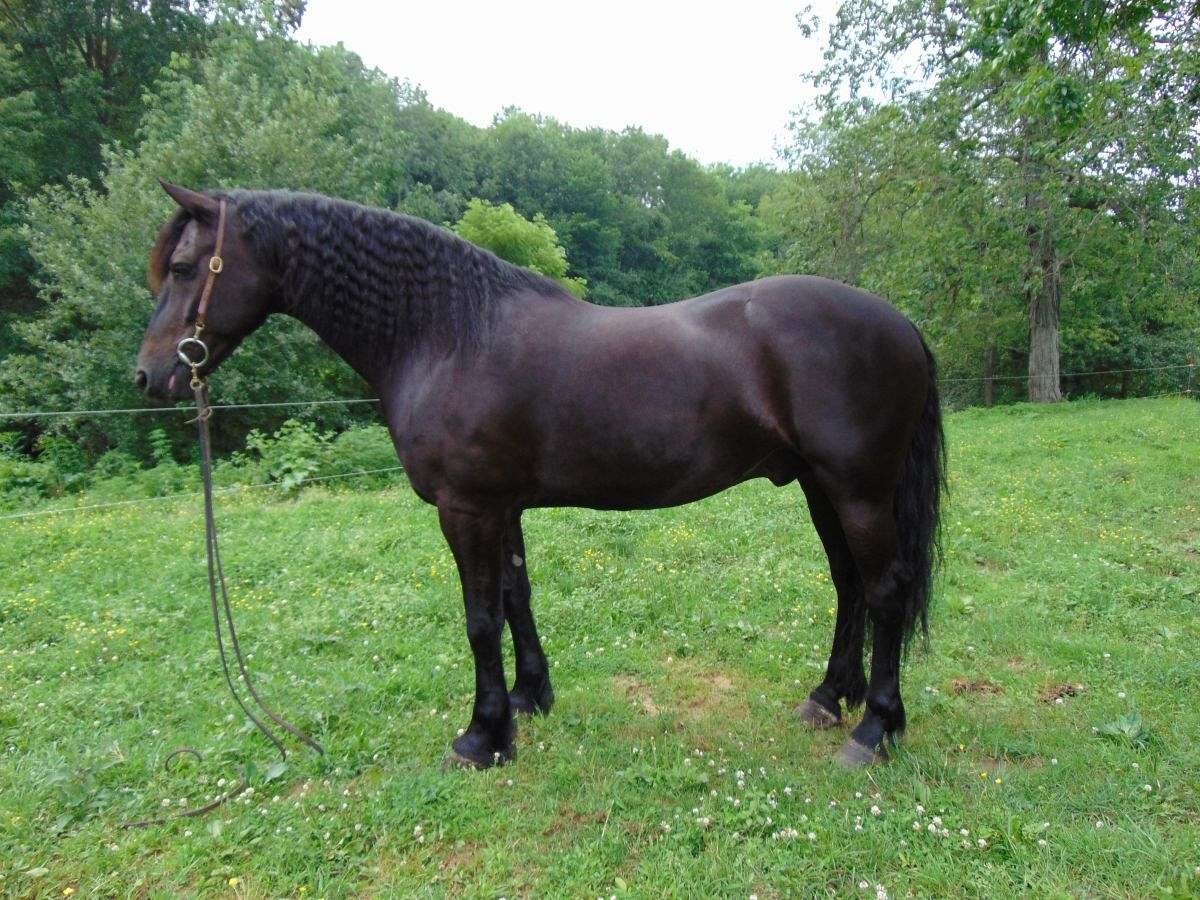 koń friesian na sprzedaż — zdjęcie 3