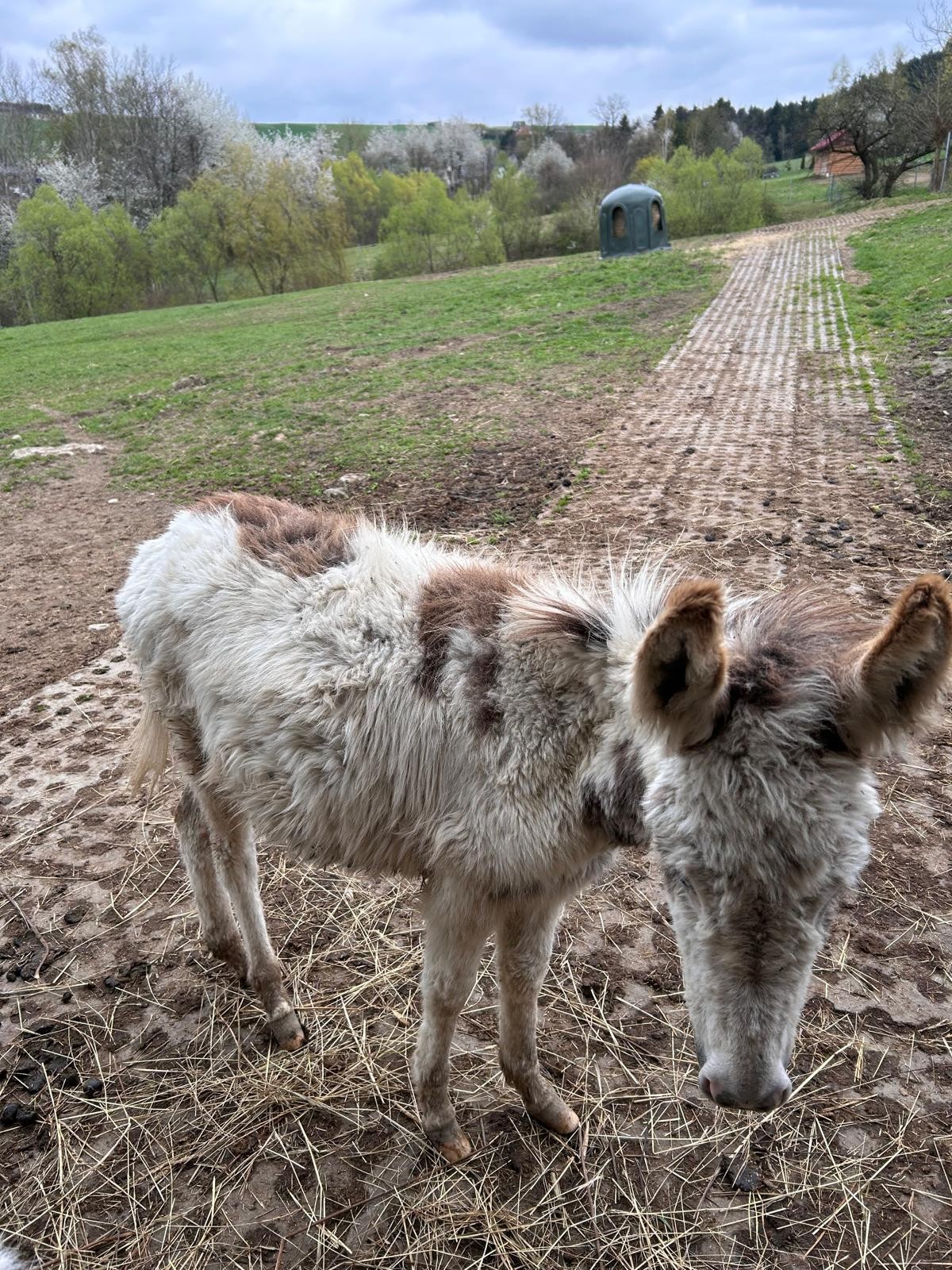 Młody osioł 1,5 roku — zdjęcie 5