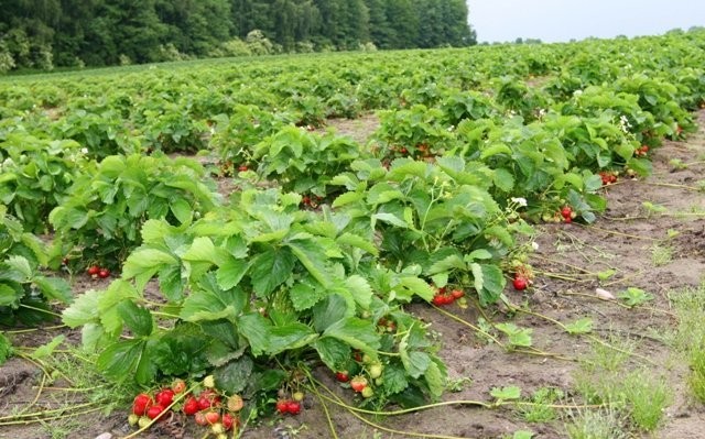 Sadzonki truskawek  odmiany deserowe i przemyslowe zielone i — zdjęcie 2