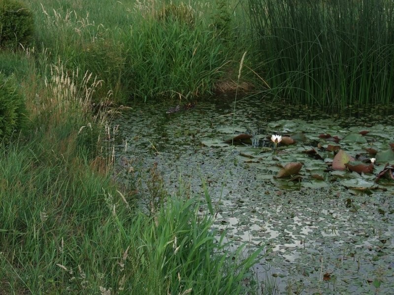 LAS,WODA,RYBY,PRZYRODA,DOMEK,WSZYSTKO JAK W BAJCE — zdjęcie 6