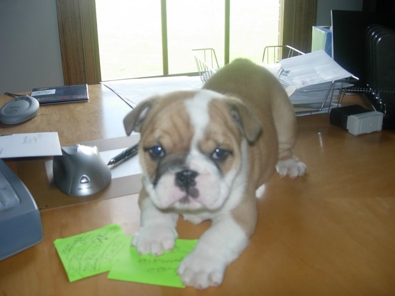 Zdrowy English bulldog puppy dostępne — zdjęcie 1