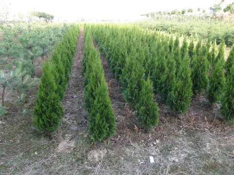 Tuje na żywopłoty - szkółka Betula — zdjęcie 1