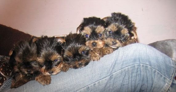 YORKSHIRE TERRIER MINI — zdjęcie 2