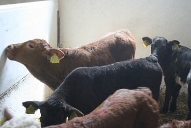 Sprzedaż i Kontraktacja Cieląt Ras Mięsnych... — zdjęcie 1