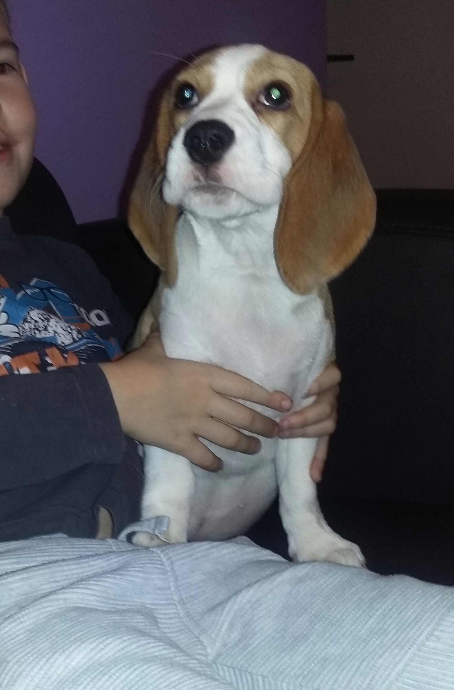 Beagle z rodowodem ZKwP/FCI — zdjęcie 3